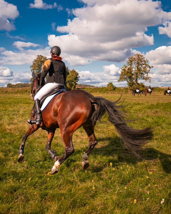 Équitation : les clés pour devenir un cavalier accompli